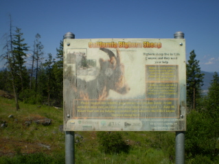 Information on mountain sheep, Ellis Ridge 2011-07.